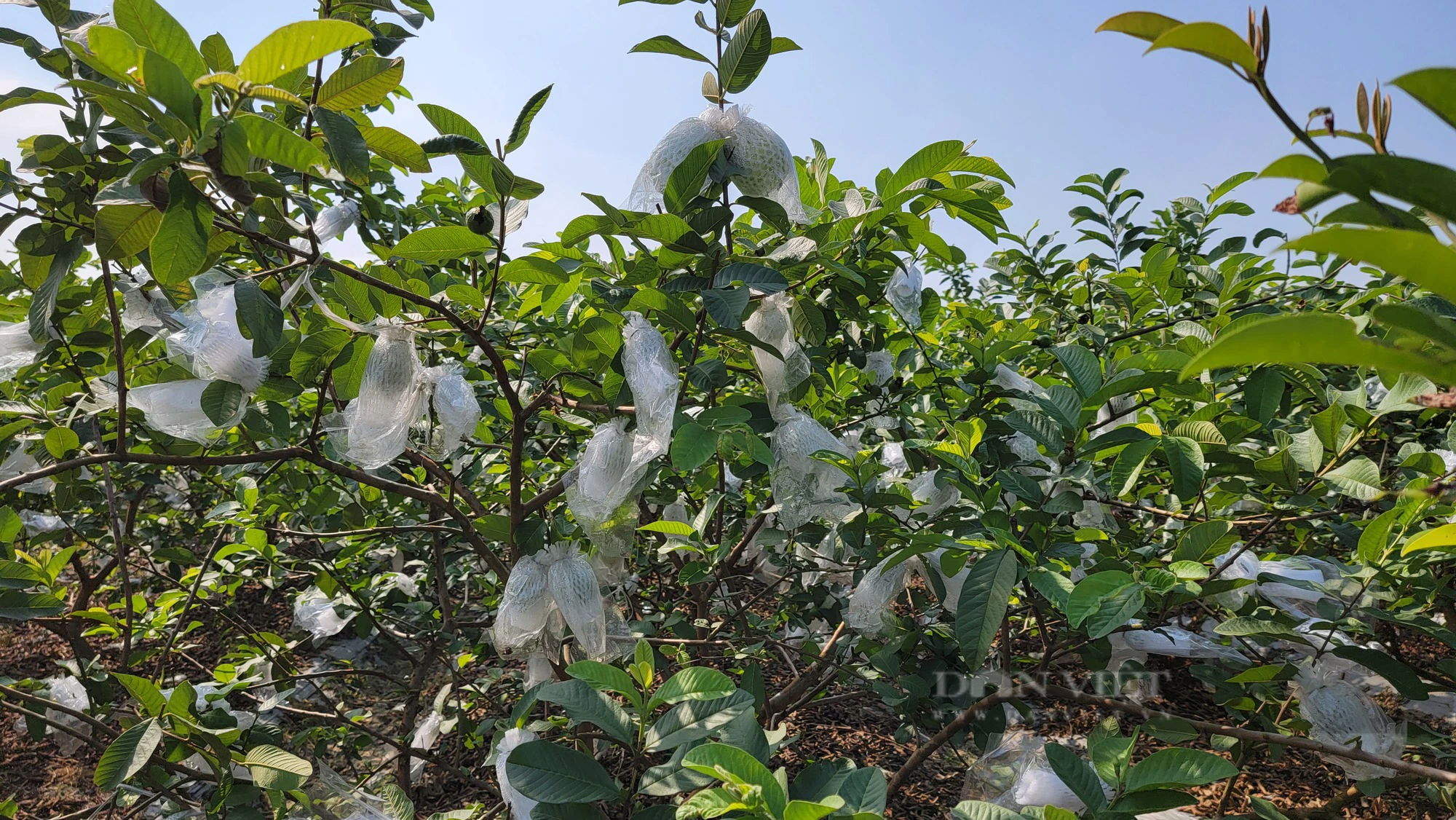 Chuyển đổi sang trồng ổi lê ngọt thơm, nông dân Đồng Cẩm ở Hải Dương vừa đỡ vất vả lại thu nhập cao - Ảnh 5.