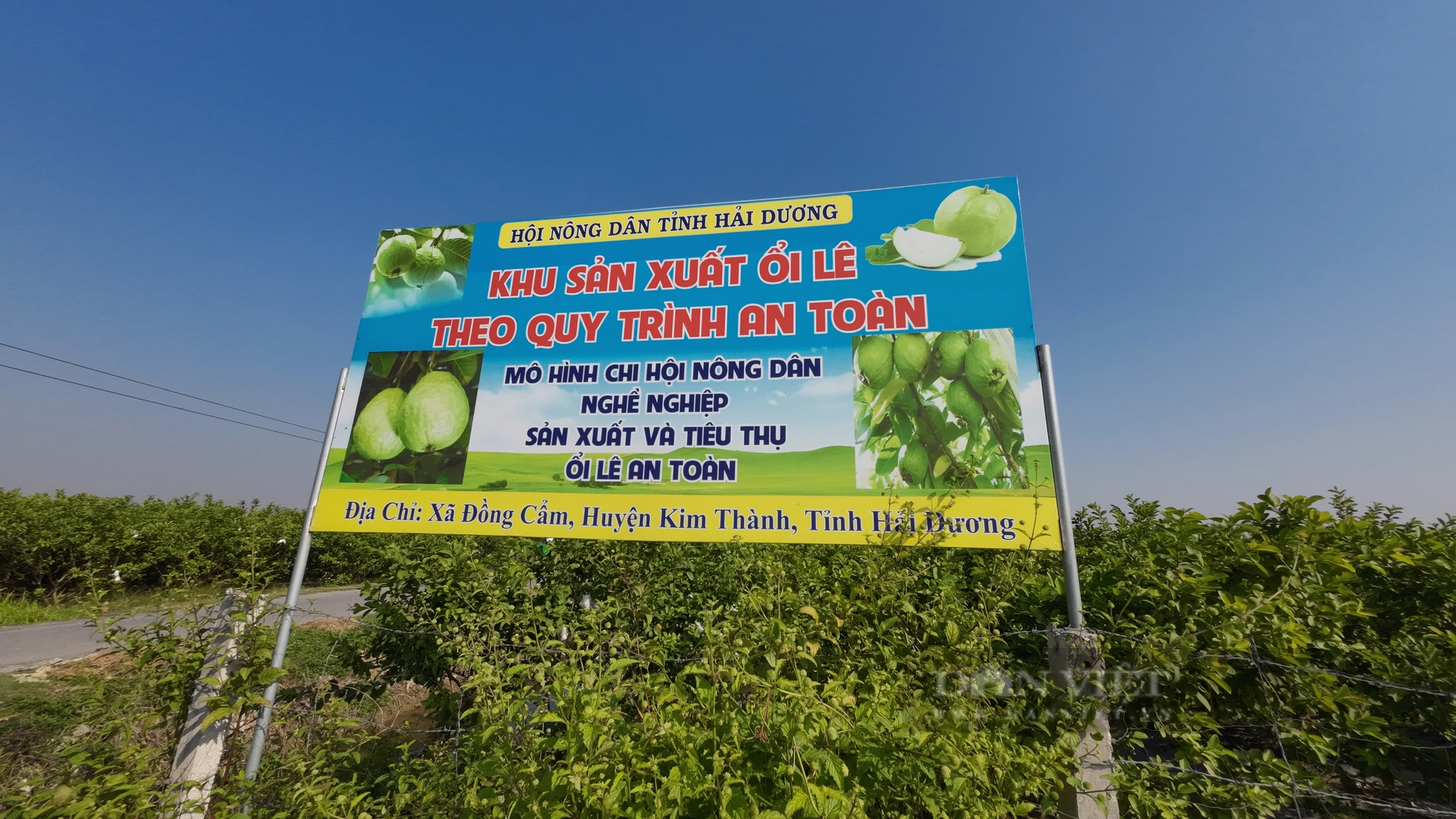 Chuyển đổi sang trồng ổi lê ngọt thơm, nông dân Đồng Cẩm ở Hải Dương vừa đỡ vất vả lại thu nhập cao - Ảnh 2.