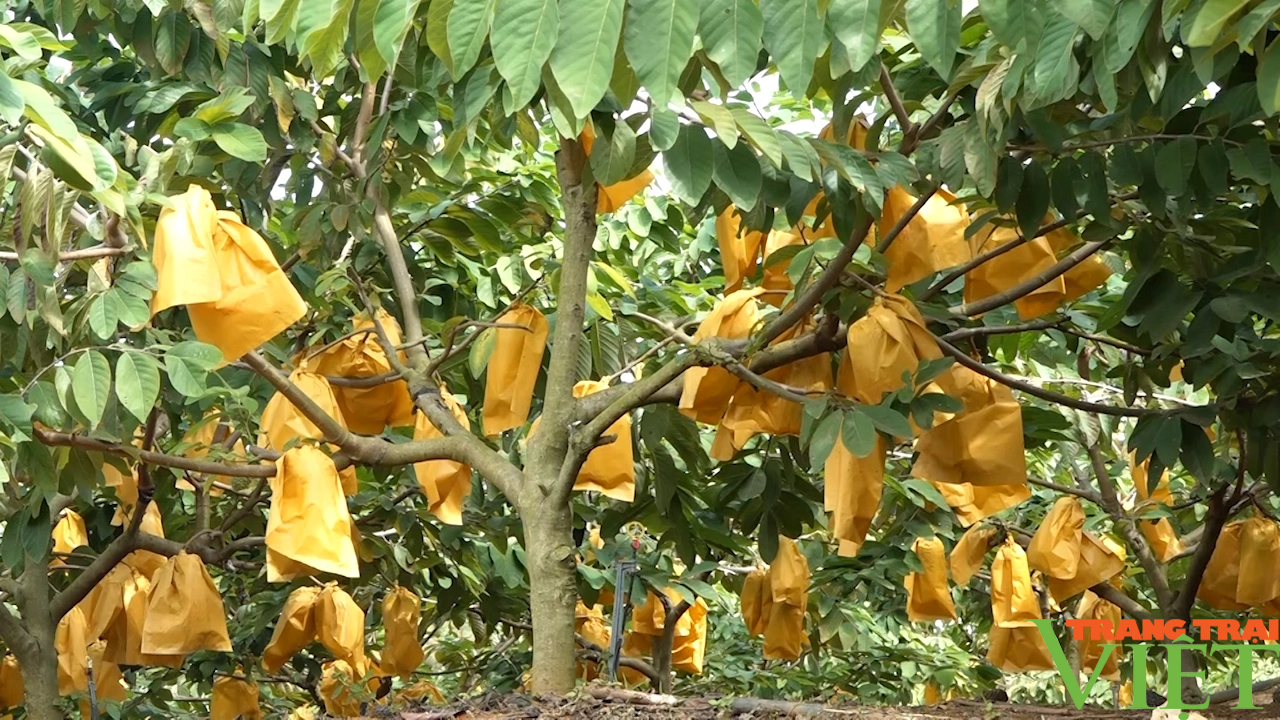 Yên Châu đẩy mạnh phát triển đa dạng các loại cây ăn quả - Ảnh 3.