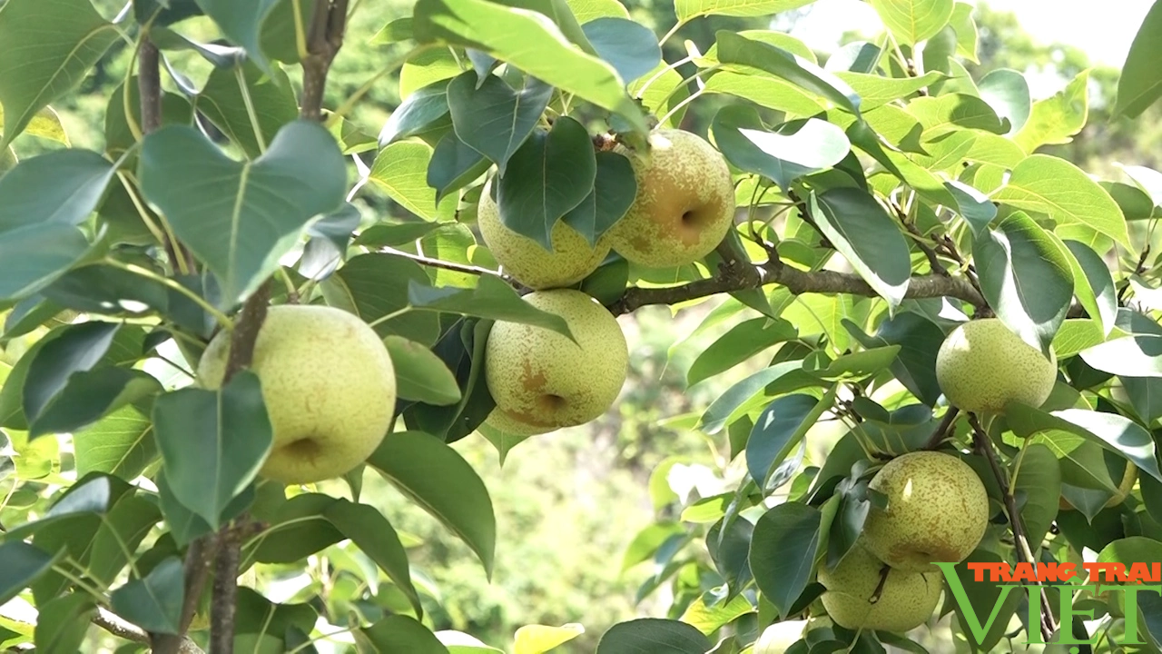 Yên Châu đẩy mạnh phát triển đa dạng các loại cây ăn quả - Ảnh 5.