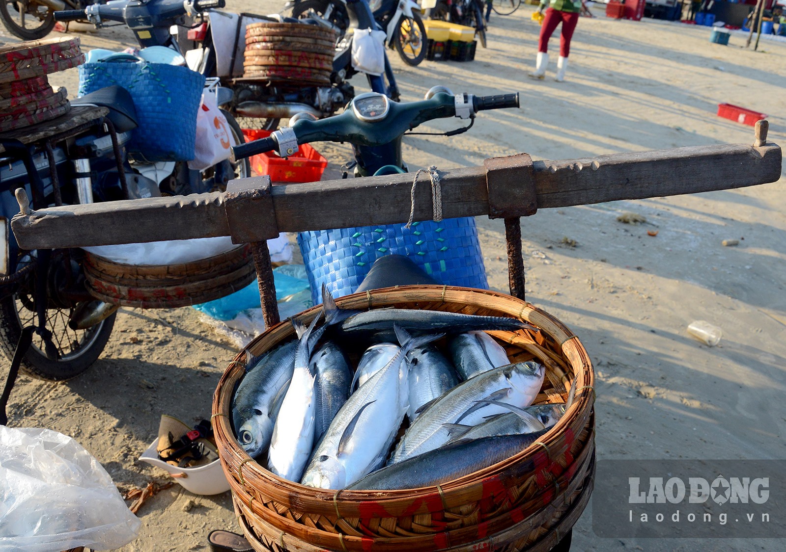 Chợ làng biển ở Quảng Ngãi, trên trời ánh bình minh, dưới tấp nập người mua bán, toàn thấy cá là cá - Ảnh 10.