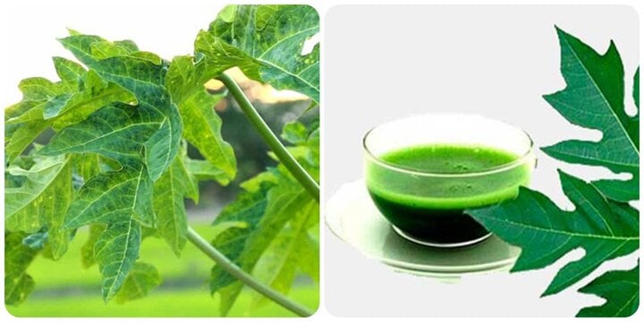 Nước lá cây này rất tốt cho sức khoẻ, công dụng cả trong việc điều trị ung thư, tiểu đường, bảo vệ gan - Ảnh 1.