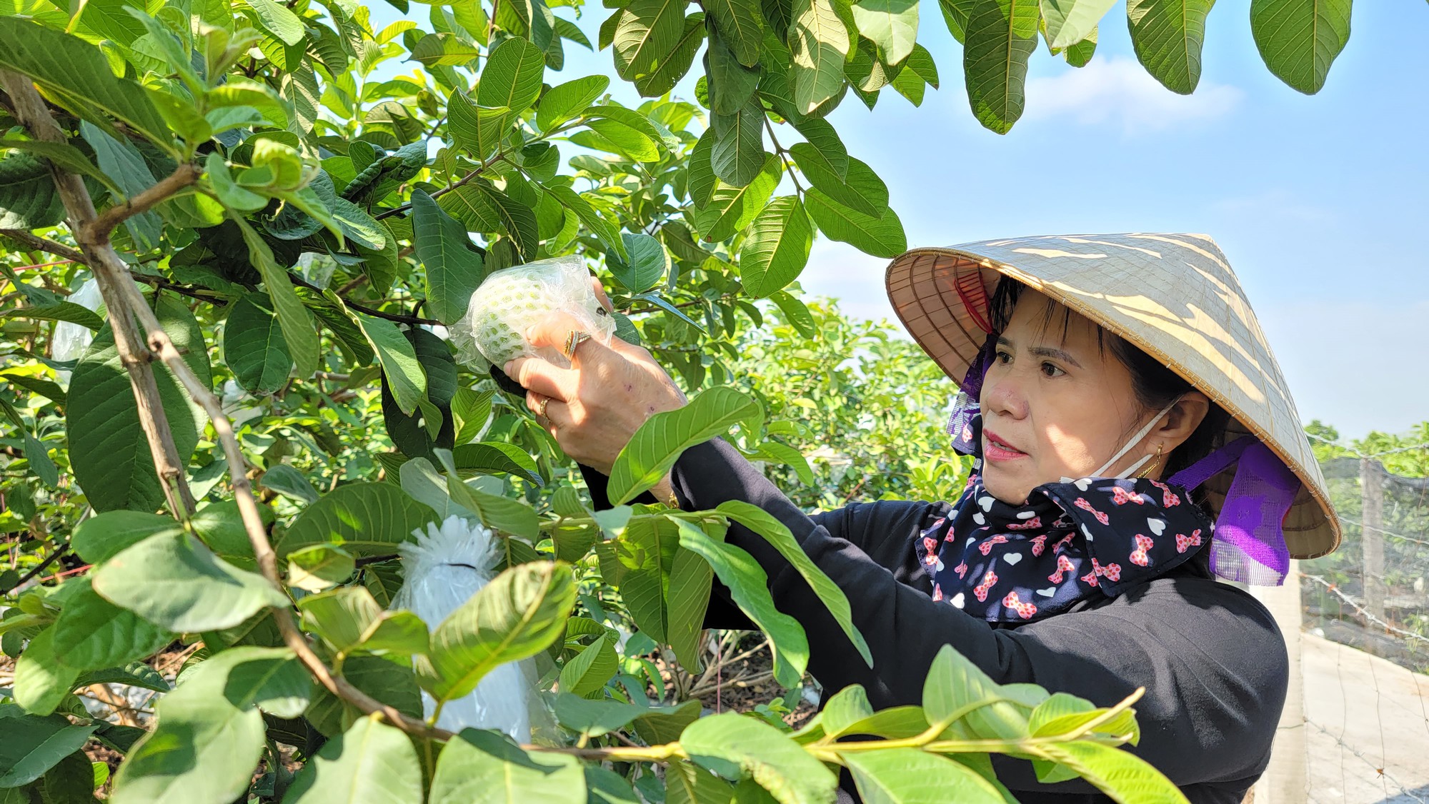 Chuyển đổi sang trồng ổi lê ngọt thơm, nông dân Đồng Cẩm ở Hải Dương vừa đỡ vất vả lại thu nhập cao - Ảnh 1.