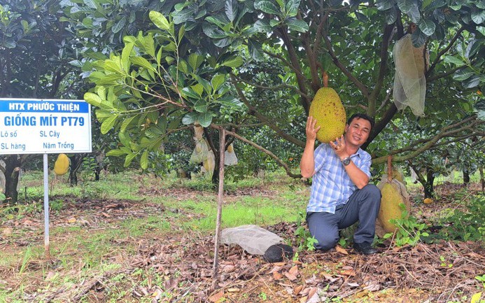 Một nông dân Bình Phước lai tạo thành công giống mít ruột đỏ, mang lại tiền tỷ cho bà con trong vùng