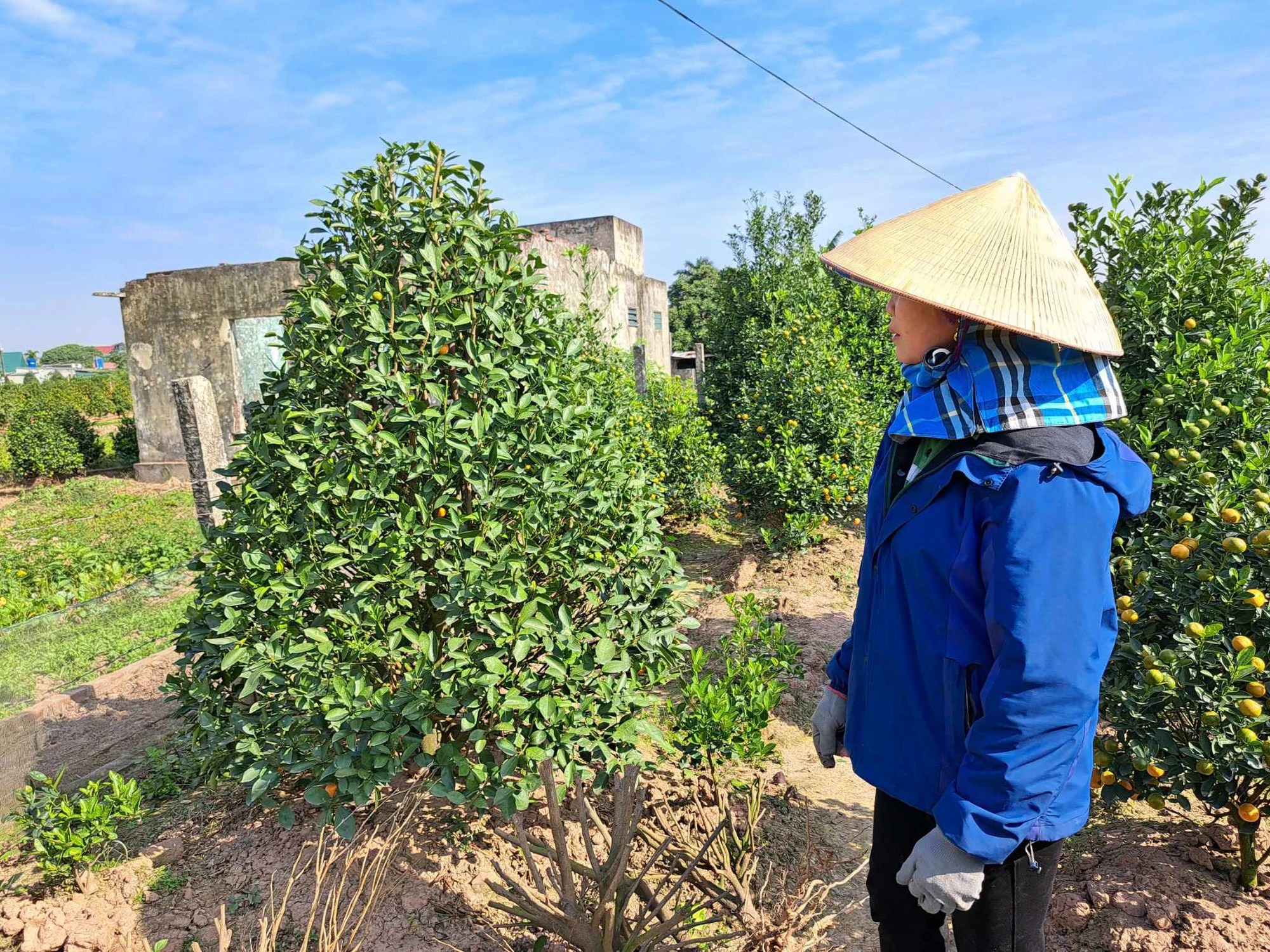 Quất Tết rụng quả như sung, người dân “thủ phủ” quất ở Thái Bình như “ngồi trên đống lửa” - Ảnh 1.