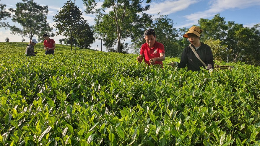 Đồi chè xanh hữu cơ Trung Long đạt tiêu chuẩn OCOP 4 sao phát triển từ nguồn vốn vay Agribank.