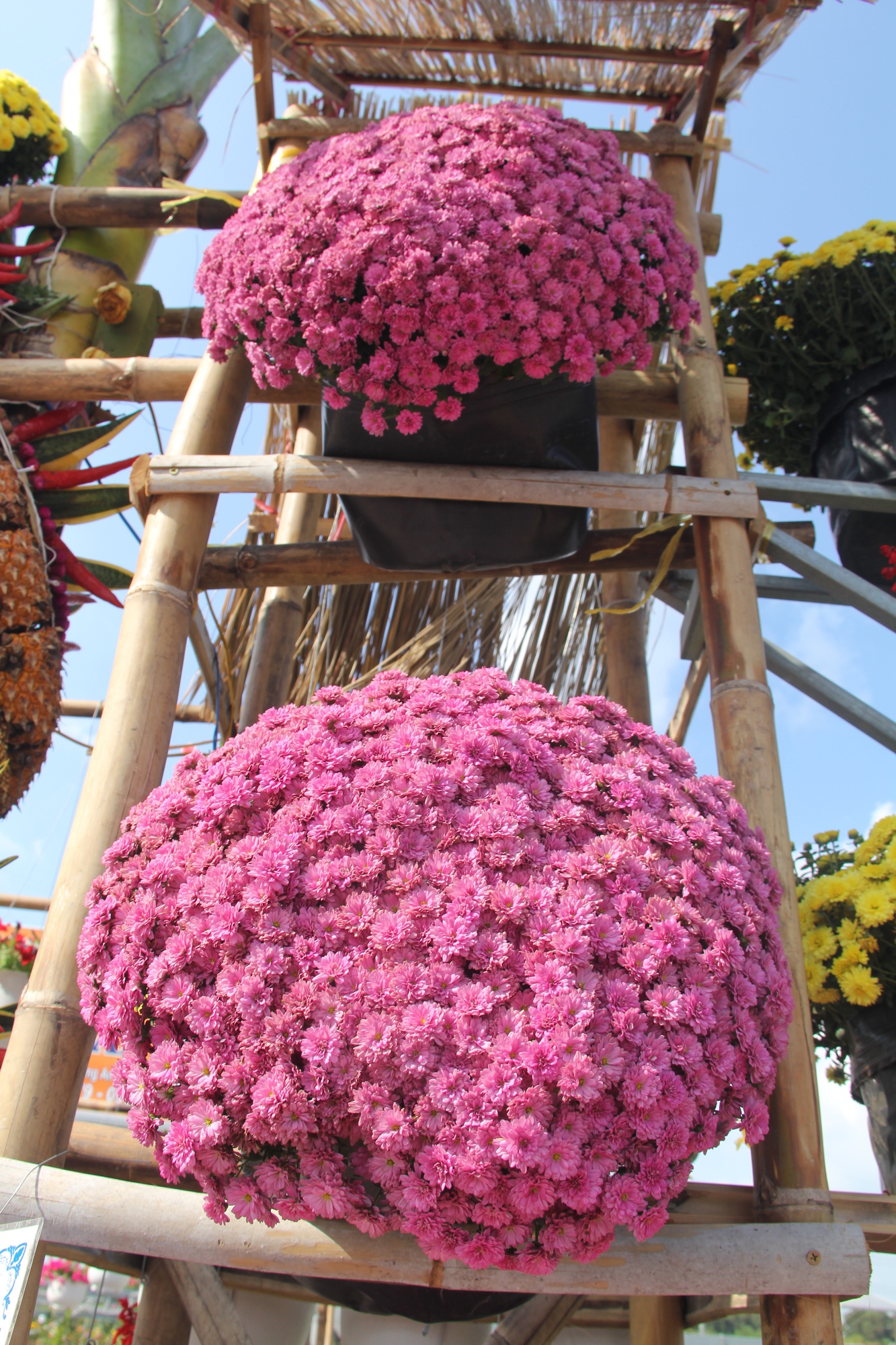 Mê mẩn những chậu hoa cúc nhiều màu tại Festival hoa Sa Đéc - Ảnh 9.