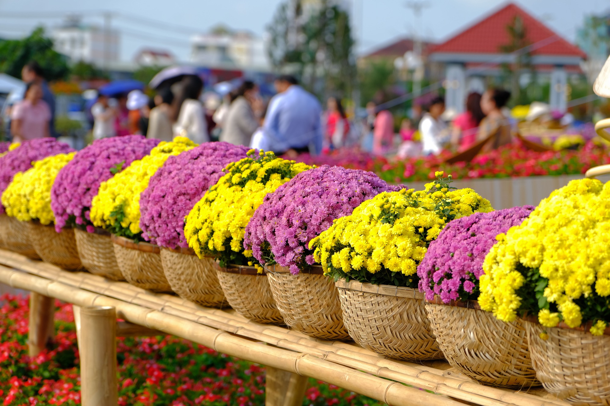 Mê mẩn những chậu hoa cúc nhiều màu tại Festival hoa Sa Đéc - Ảnh 2.