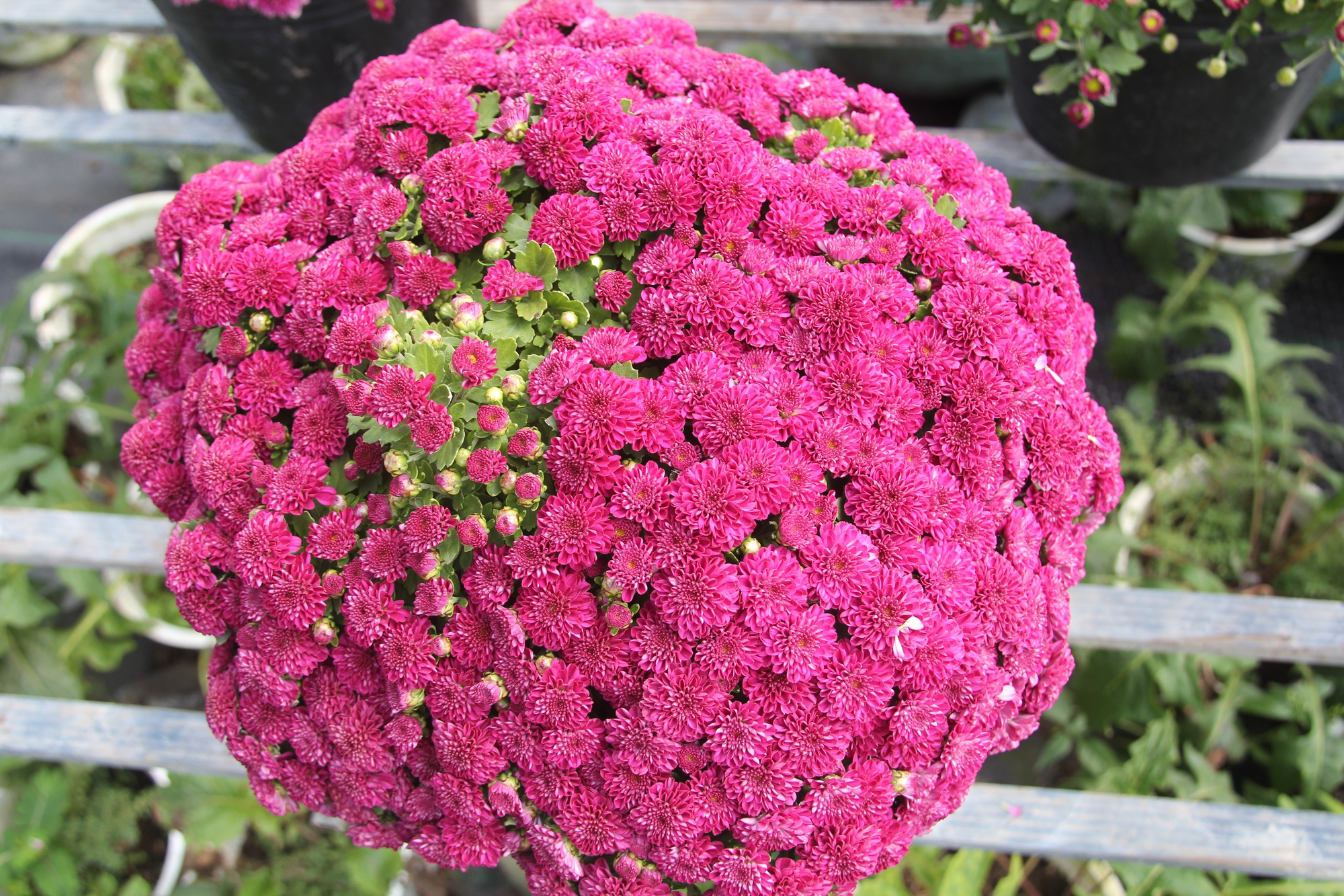 Mê mẩn những chậu hoa cúc nhiều màu tại Festival hoa Sa Đéc - Ảnh 6.