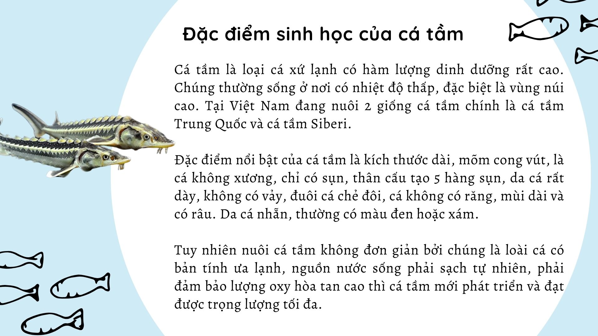 SỔ TAY NHÀ NÔNG: Kỹ thuật nuôi cá tầm nhanh lớn, năng suất cao - Ảnh 2.