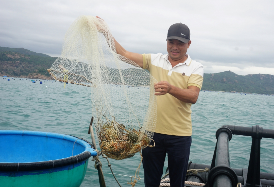 Nuôi thủy sản công nghệ cao trên vùng biển hở ở Khánh Hòa là nuôi kiểu gì mà dân bắt lên toàn tôm hùm to? - Ảnh 1.