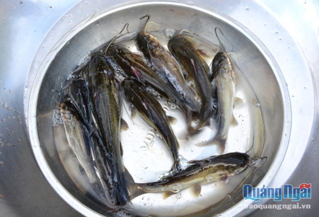 Loài cá ngon ở Quảng Ngãi, nước mặn, nước ngọt, nước lợ đều sống được, nấu với măng chua ngon bá cháy - Ảnh 1.
