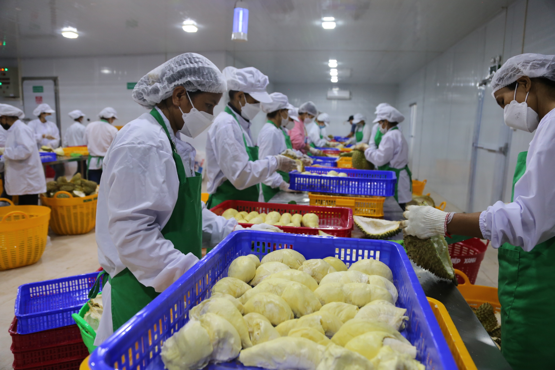 Những kỷ lục lần đầu tiên được xác lập của ngành nông nghiệp Việt Nam năm 2023 - Ảnh 1.
