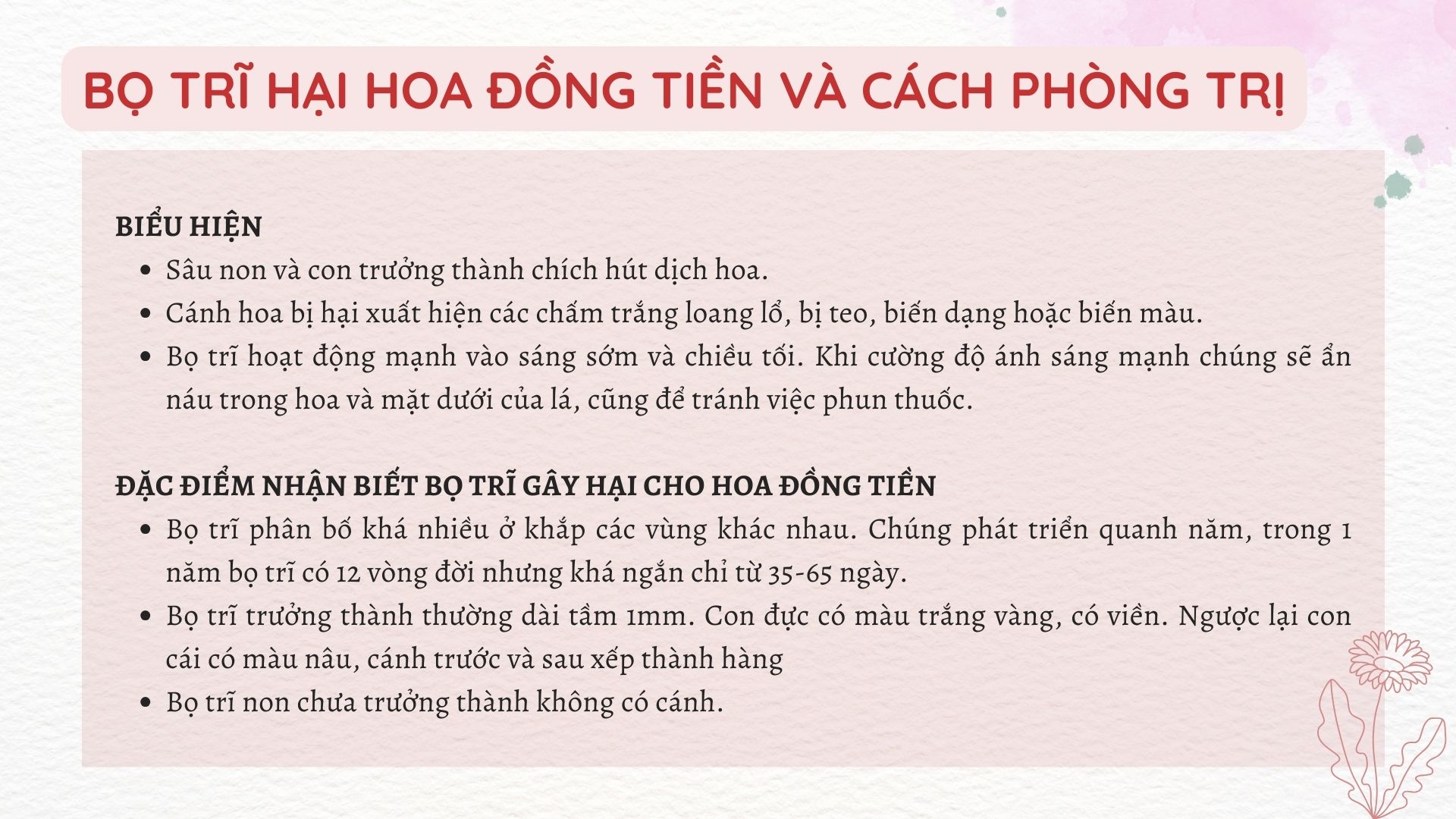 SỔ TAY NHÀ NÔNG: Mách bà con cách phòng bệnh bọ trĩ hại hoa đồng tiền - Ảnh 2.