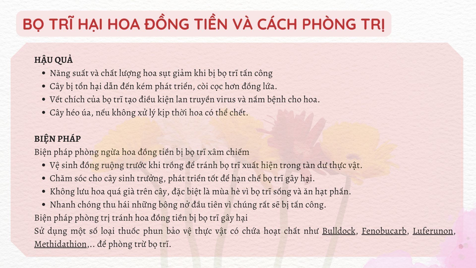 SỔ TAY NHÀ NÔNG: Mách bà con cách phòng bệnh bọ trĩ hại hoa đồng tiền - Ảnh 3.