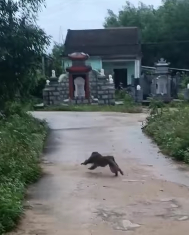 Quảng Nam: Khỉ hung hãn xuất hiện tấn công 3 người dân và cắn chết 4 con chó - Ảnh 1.