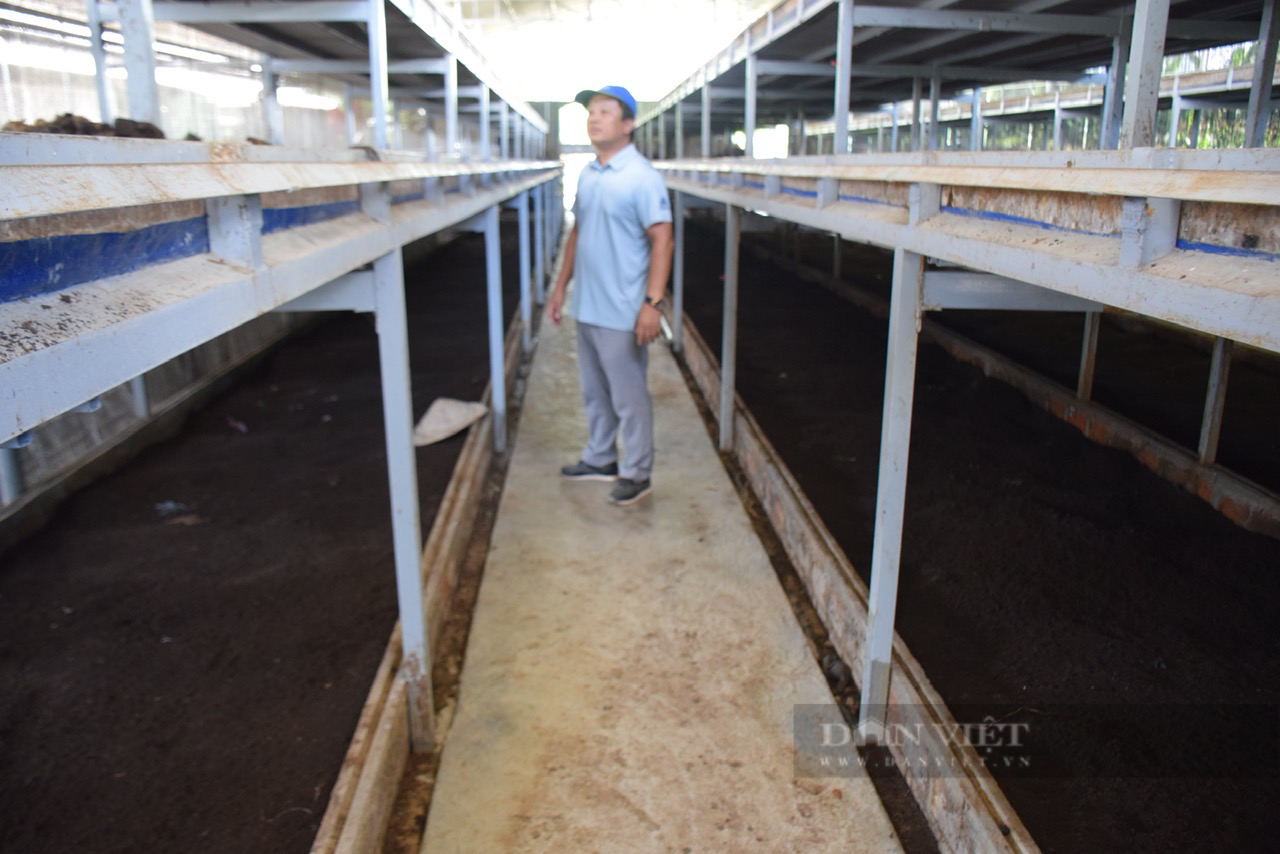 Ông chủ nhà hàng về quê làm nông nghiệp sạch ở vùng 'nóng nhất' Bình Định - Ảnh 2.