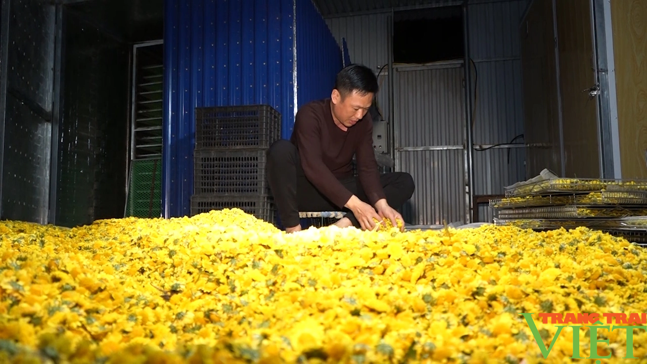 Triển vọng kinh tế từ hoa cúc chi ở Yên Châu - Ảnh 4.