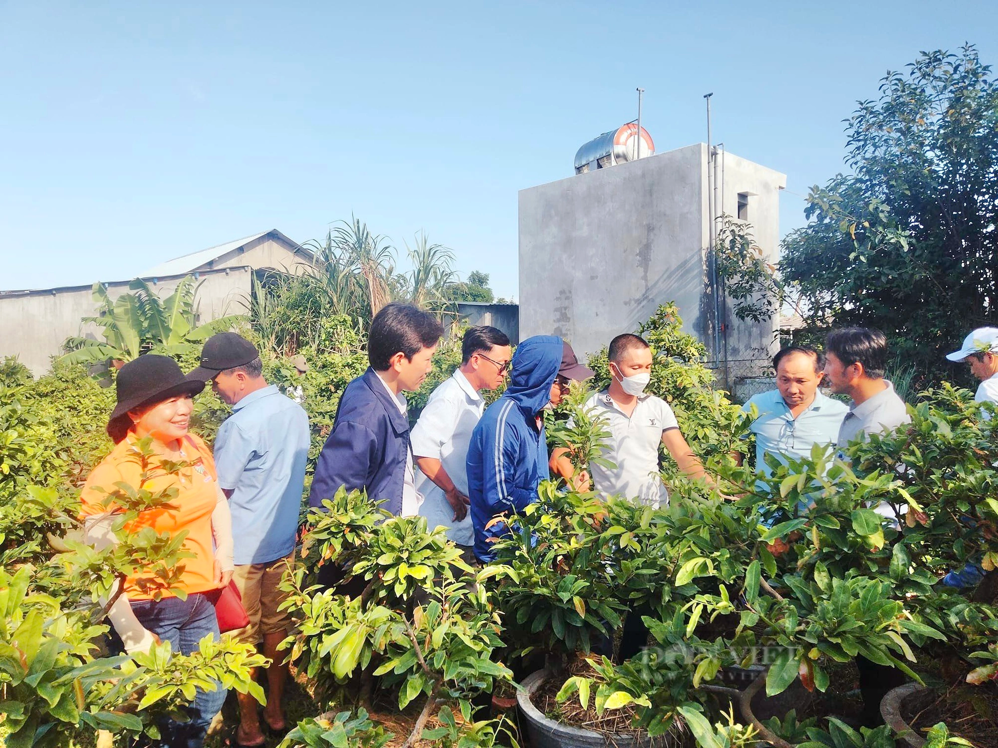 Câu lạc bộ mai vàng Điện Nam Trung quyết tâm xây dựng thương hiệu cây trồng đặc trưng - Ảnh 8.