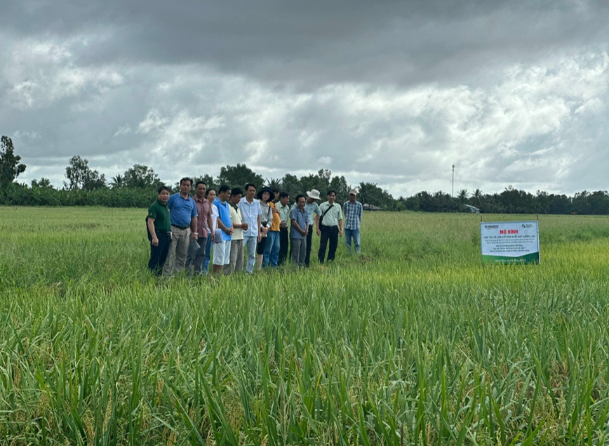 Kiên Giang: Mô hình liên kết sản xuất và tiêu thụ sản phẩm lúa Đài Thơm 8 cho hiệu quả kinh tế tăng trên 30% - Ảnh 3.
