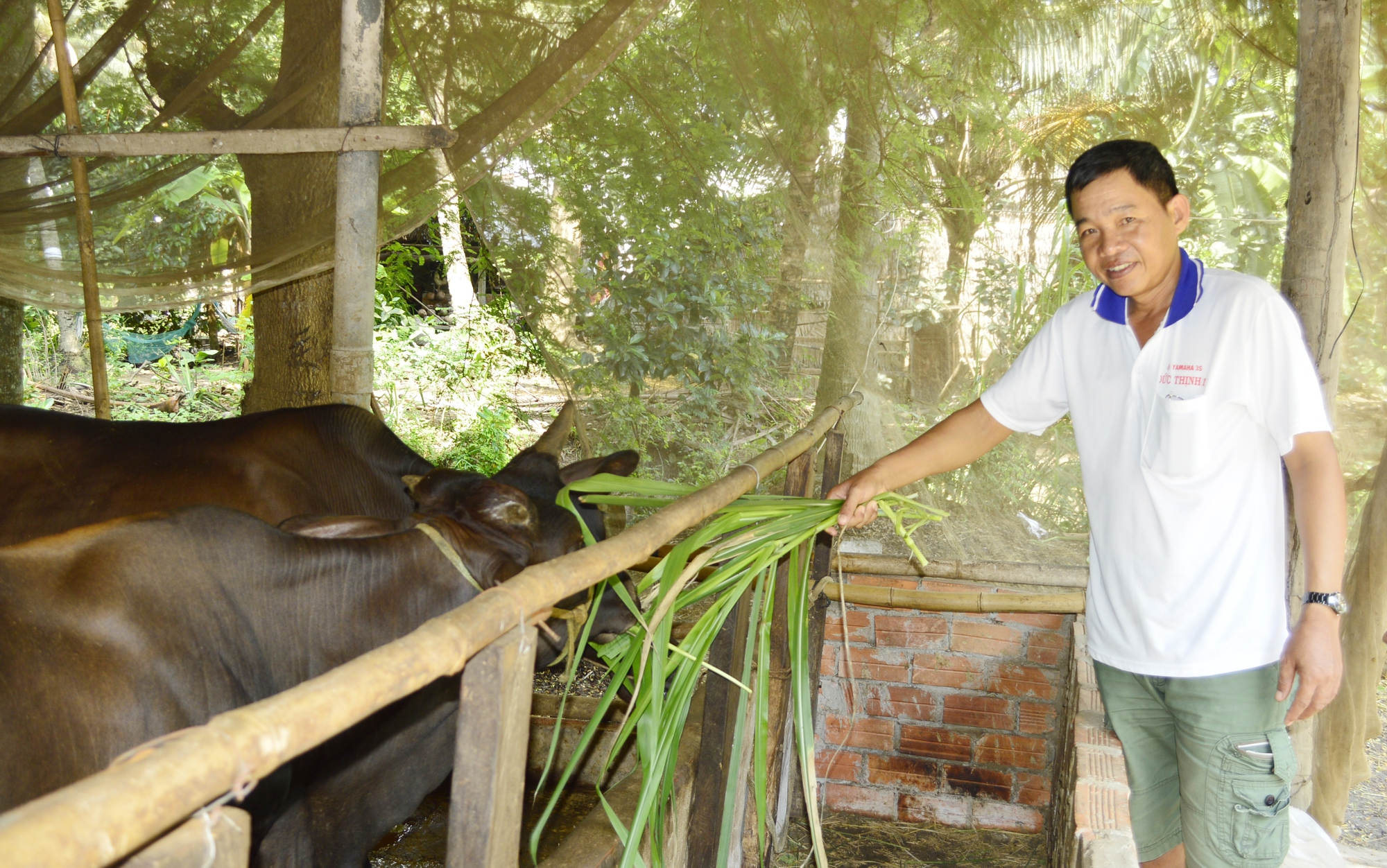 Nhờ Quỹ Hỗ trợ nông dân, hợp tác xã ở Trà Vinh có thêm điều kiện chăn nuôi bò, tăng thêm thu nhập - Ảnh 1.