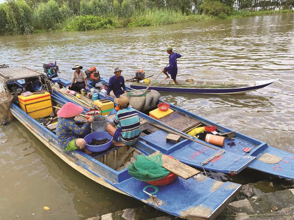 Loài cá đặc sản giàu dinh dưỡng được ví như “sâm nước” miền Tây, bán đắt như tôm tươi - Ảnh 1.