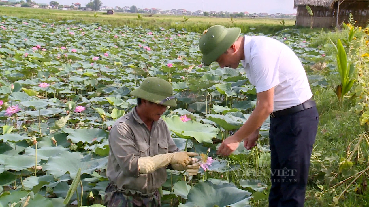 Hà Tĩnh: Phát triển các sản phẩm từ sen gắn với dịch vụ du lịch sinh thái - Ảnh 4.