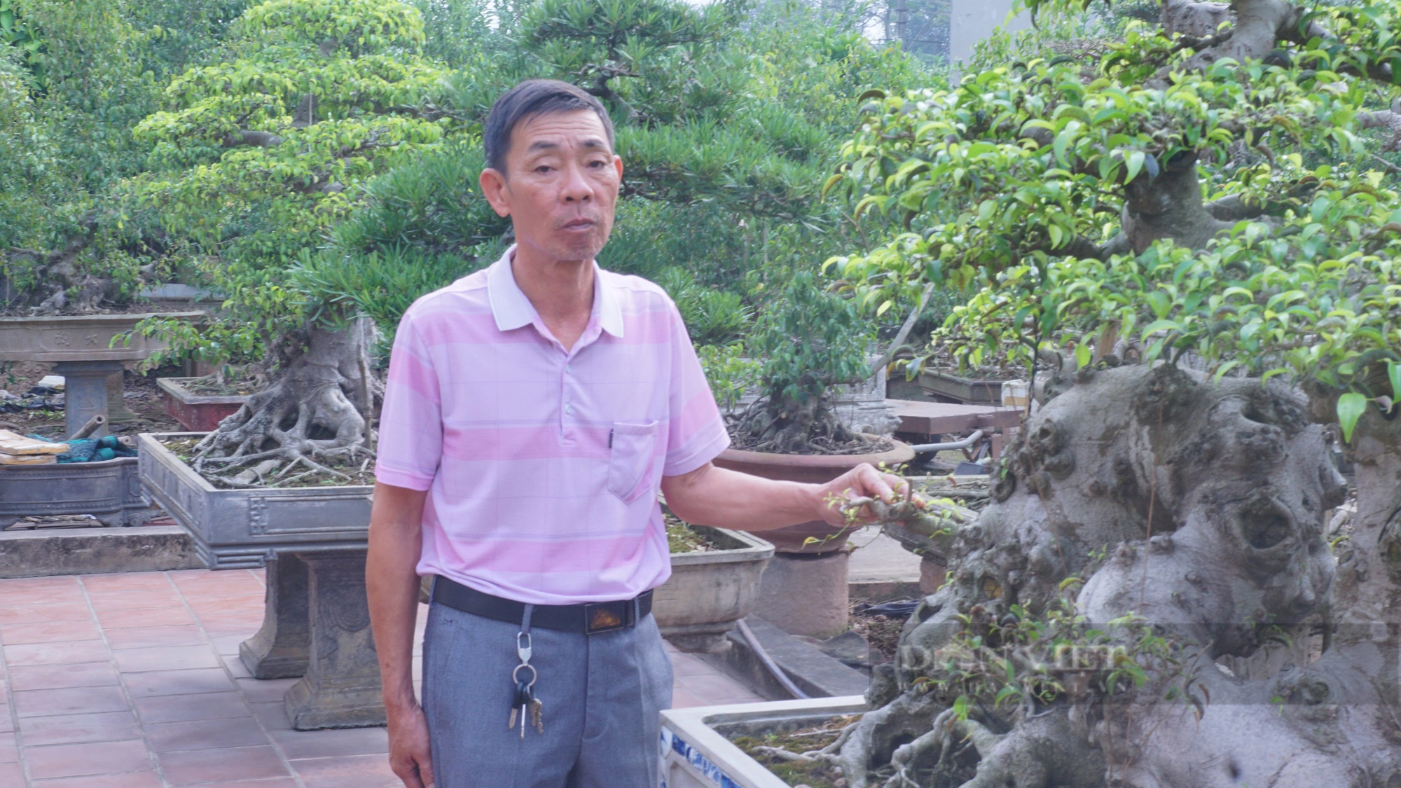Ông nông dân tại Nam Định xây nhà cửa khang trang, có thu nhập tốt nhờ &quot;ăn nằm&quot; với cây cảnh - Ảnh 1.