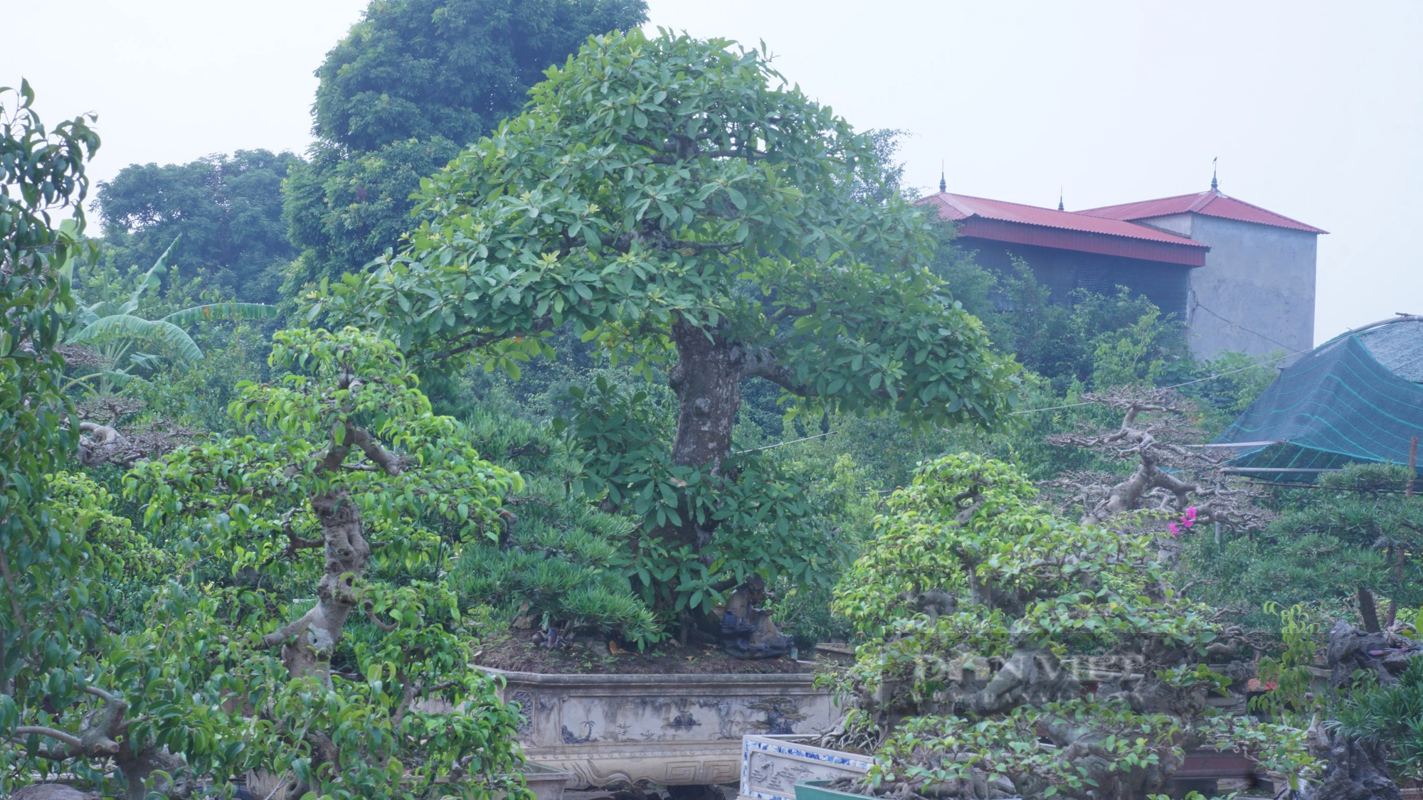 Ông nông dân tại Nam Định xây nhà cửa khang trang, có thu nhập tốt nhờ &quot;ăn nằm&quot; với cây cảnh - Ảnh 3.