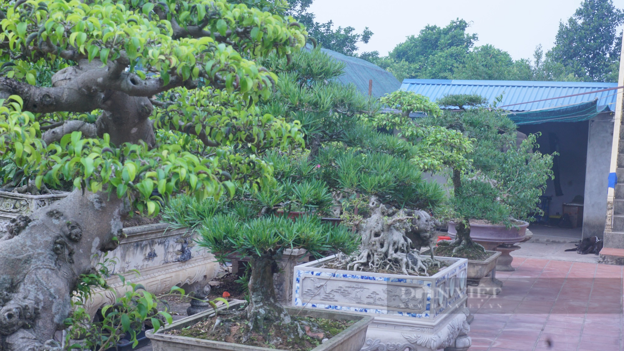 Ông nông dân tại Nam Định xây nhà cửa khang trang, có thu nhập tốt nhờ &quot;ăn nằm&quot; với cây cảnh - Ảnh 4.