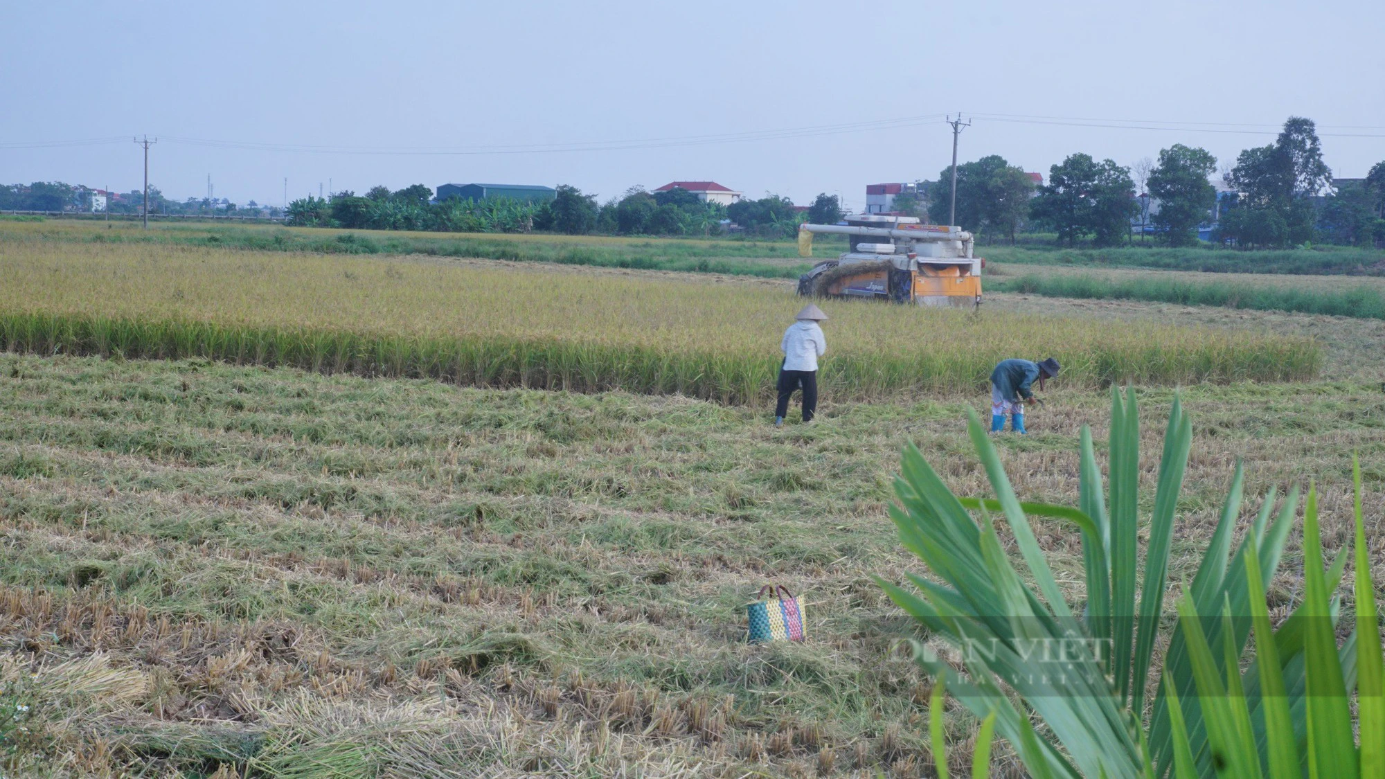 Gần 60 tuổi mới bắt tay làm nông nghiệp, người đàn ông gom 14 ha đất bỏ hoang để trồng lúa - Ảnh 5.