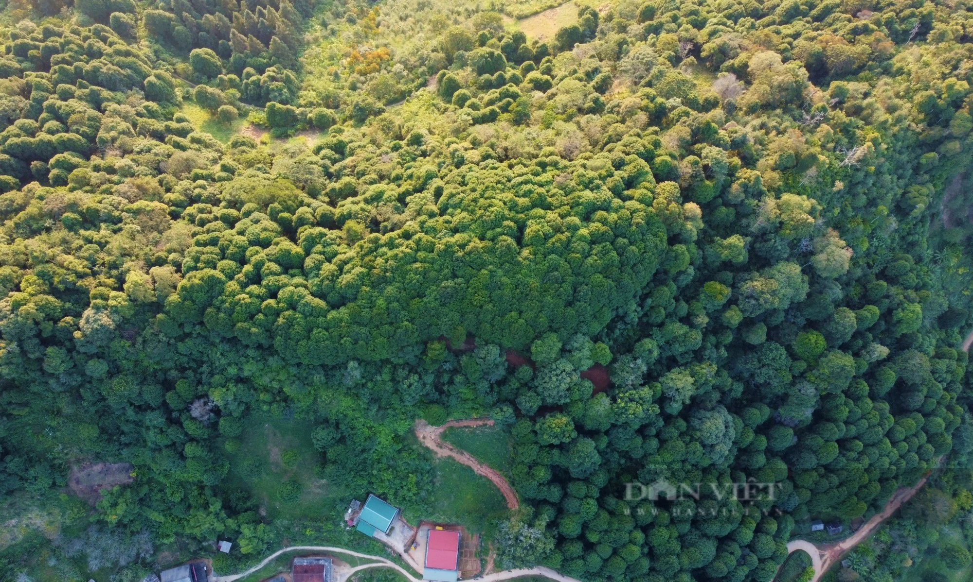 Chuyện đại gia đình phủ xanh dãy Pu Lon bằng cây quý, tạo nên những cánh rừng đẹp như phim - Ảnh 1.