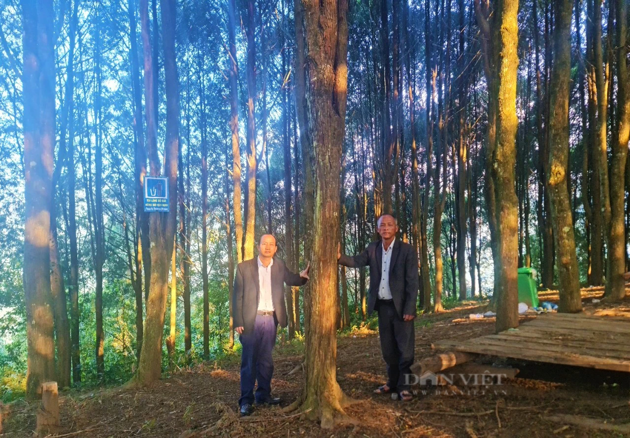 Chuyện đại gia đình phủ xanh dãy Pu Lon bằng cây quý, tạo nên những cánh rừng đẹp như phim - Ảnh 2.