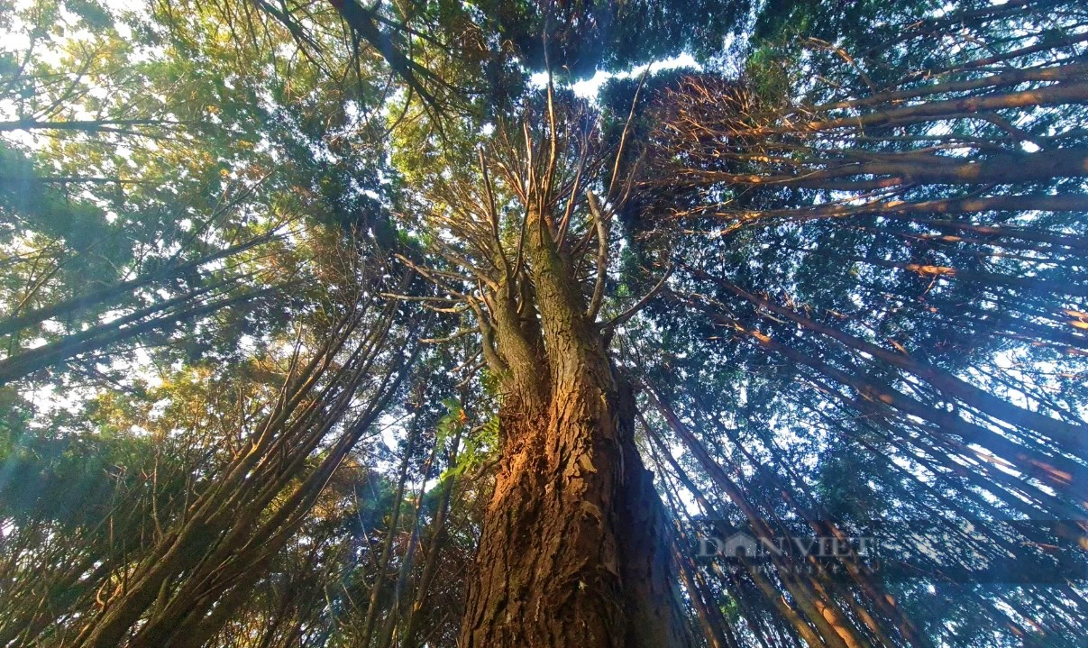 Chuyện đại gia đình phủ xanh dãy Pu Lon bằng cây quý, tạo nên những cánh rừng đẹp như phim - Ảnh 3.