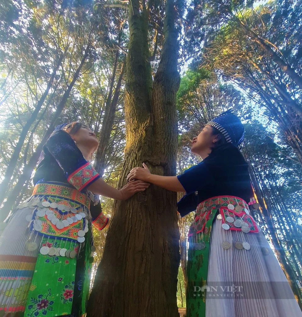 Chuyện đại gia đình phủ xanh dãy Pu Lon bằng cây quý, tạo nên những cánh rừng đẹp như phim - Ảnh 4.