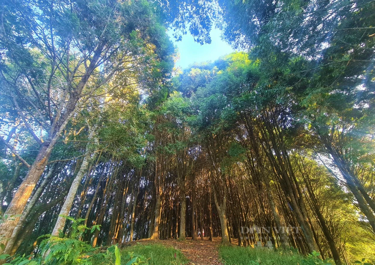 Chuyện đại gia đình phủ xanh dãy Pu Lon bằng cây quý, tạo nên những cánh rừng đẹp như phim - Ảnh 5.