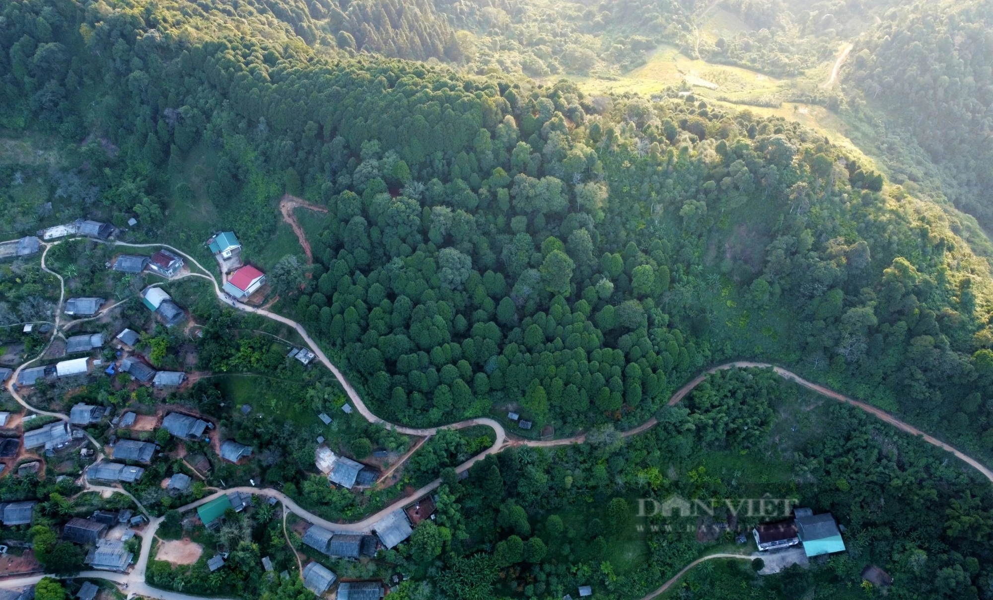 Chuyện đại gia đình phủ xanh dãy Pu Lon bằng cây quý, tạo nên những cánh rừng đẹp như phim - Ảnh 6.