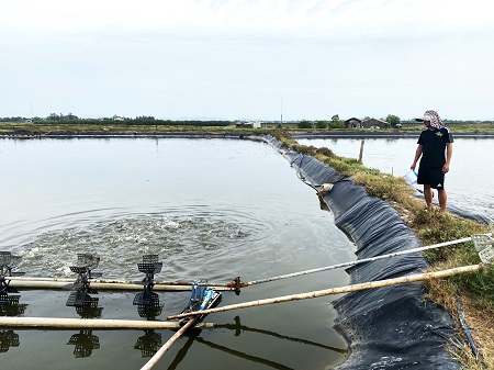 Bỏ nuôi tôm, ông nông dân Hà Tĩnh nuôi thứ cá gì mà to bự, tươi rói, bán 150.000 đồng/kg - Ảnh 1.
