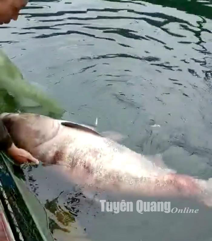 Rất hiếm ở Tuyên Quang: Ngư dân dùng vó bắt được cá mè &quot;khủng&quot; nặng gần 50kg - Ảnh 2.