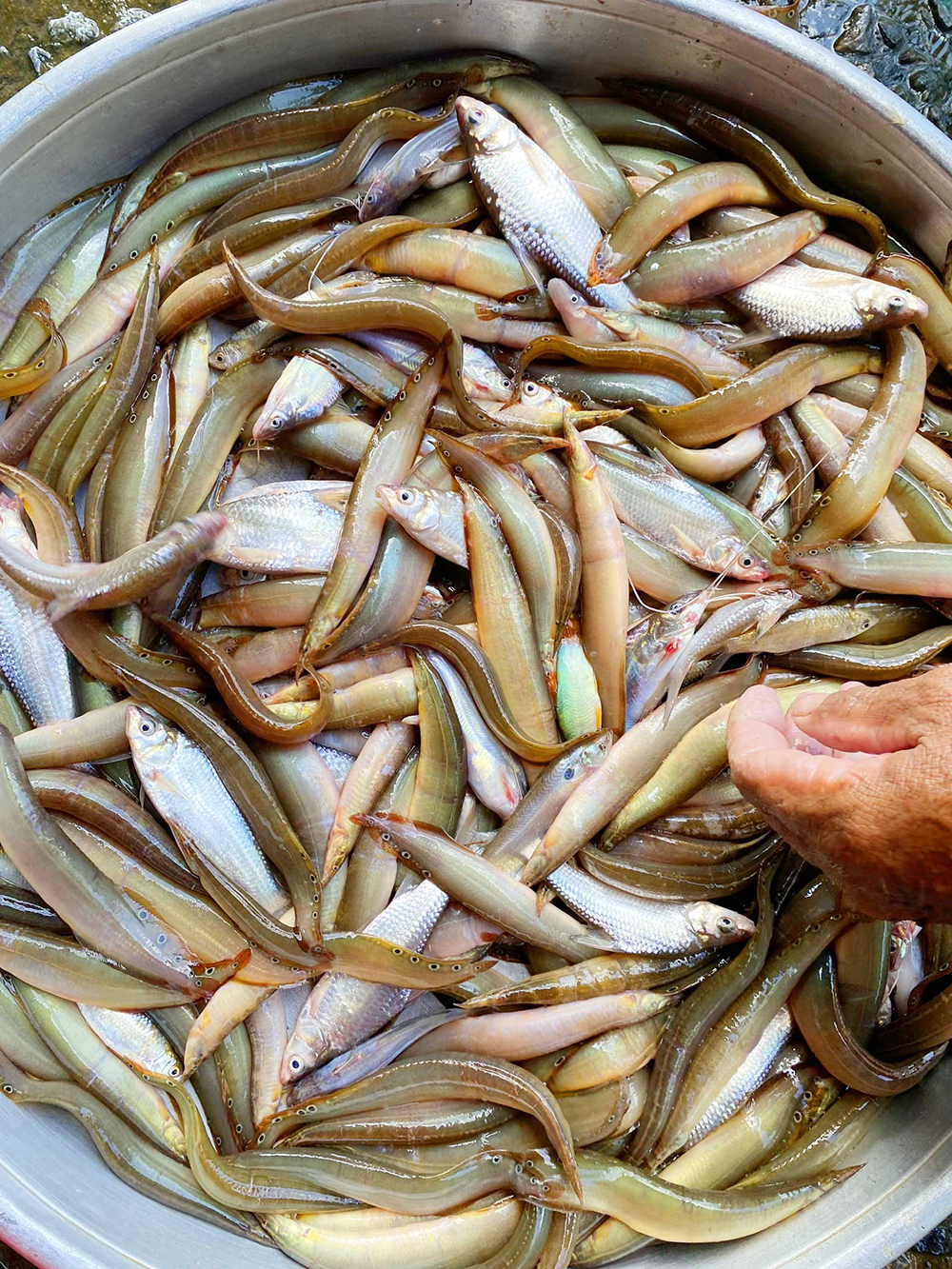 Loài cá đặc sản giàu dinh dưỡng được ví như “sâm nước” miền Tây, bán đắt như tôm tươi - Ảnh 4.