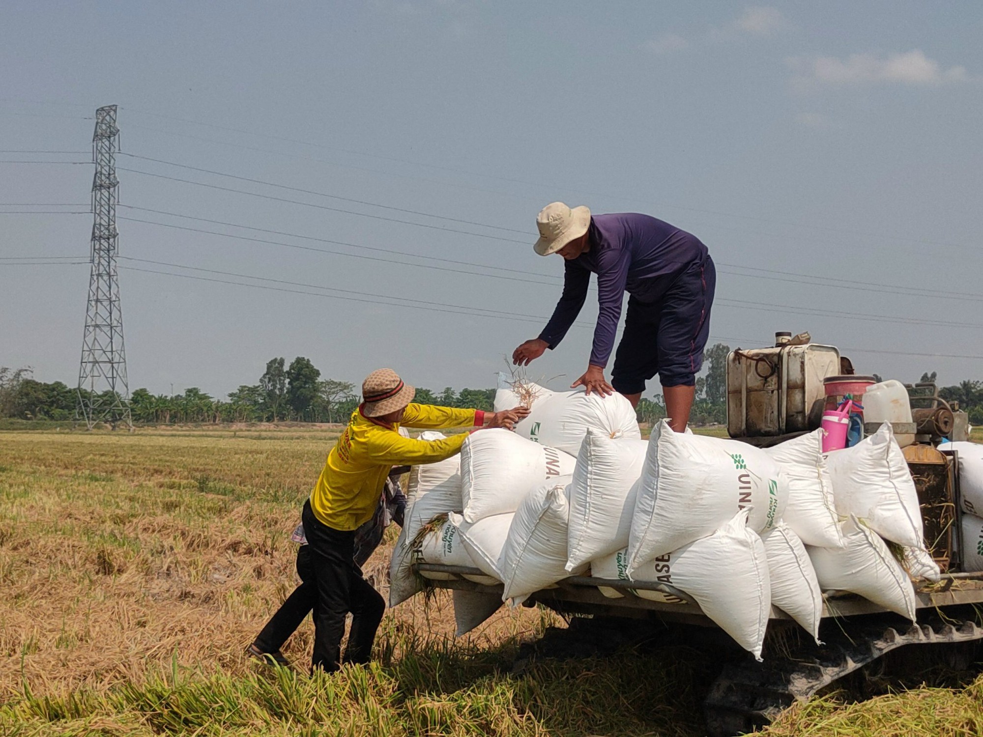 Kiên Giang: Liên kết sản xuất và tiêu thụ sản phẩm lúa Đài Thơm 8 cho hiệu quả kinh tế vượt trội - Ảnh 1.