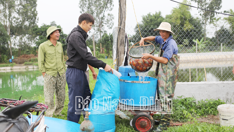 Dân một xã ở Nam Định làm nghề &quot;canh trì&quot; mà nhà nào cũng giàu lên - Ảnh 1.