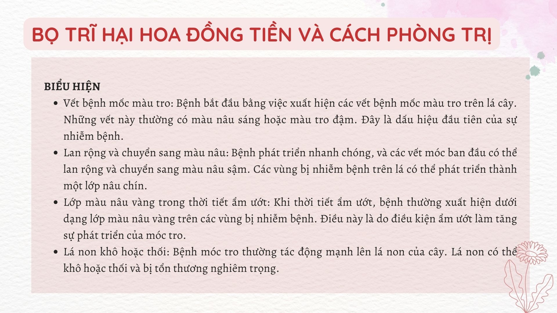 SỔ TAY NHÀ NÔNG: Bí kíp xử lí bệnh móc tro trên cây hoa đồng tiền - Ảnh 2.