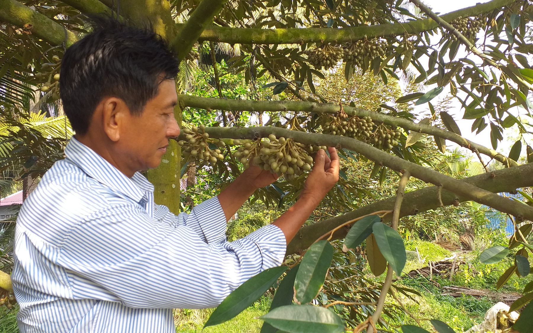 Đây là &quot;cây tiền tỷ&quot; ra quả trái vụ giúp một nông dân Tiền Giang thu toàn tiền to