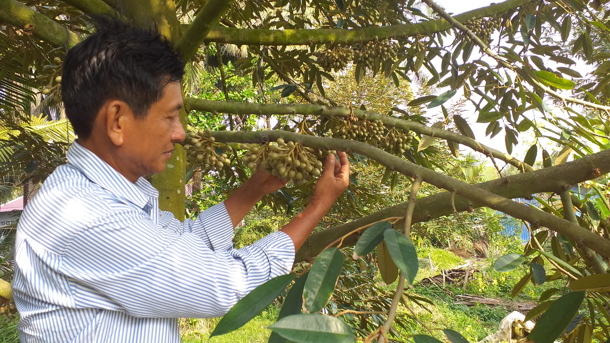 Đây là &quot;cây tiền tỷ&quot; ra quả trái vụ giúp một nông dân Tiền Giang thu toàn tiền to - Ảnh 1.