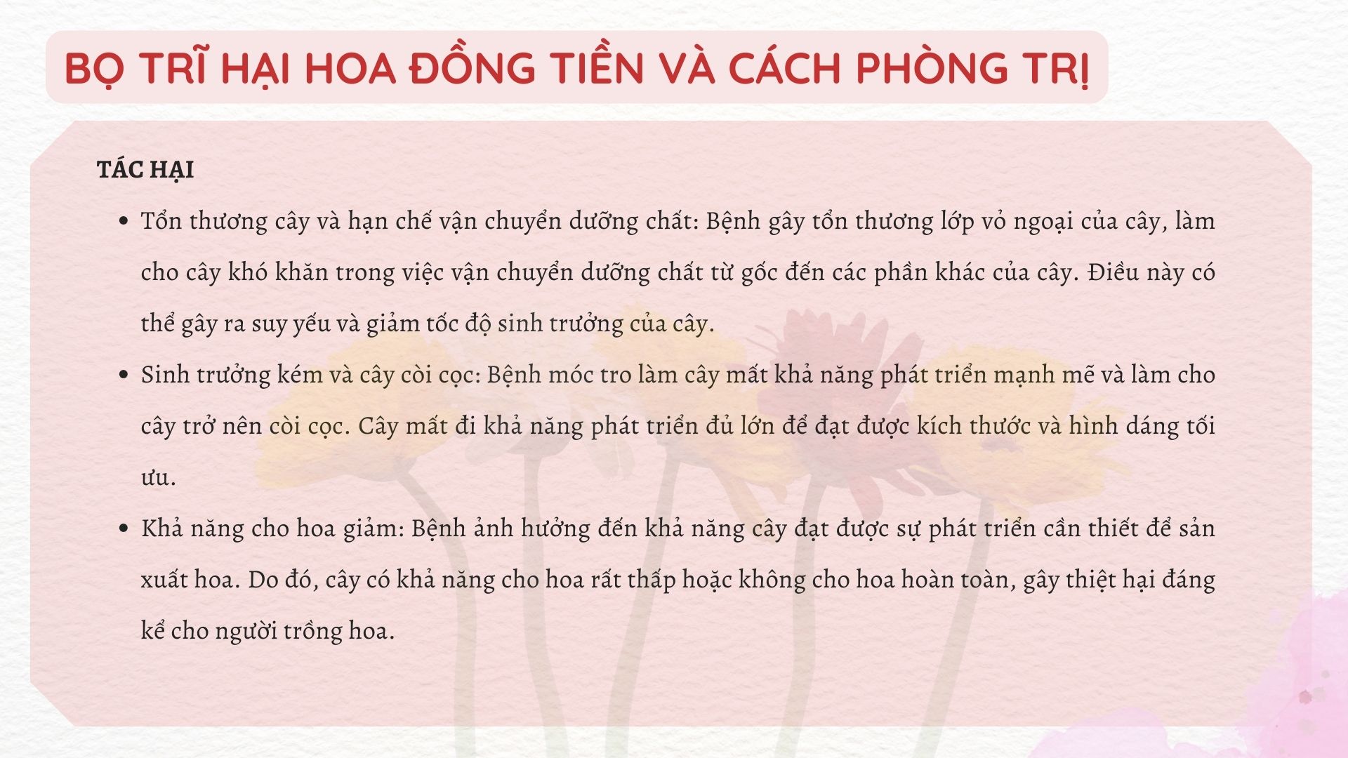 SỔ TAY NHÀ NÔNG: Bí kíp xử lí bệnh móc tro trên cây hoa đồng tiền - Ảnh 3.