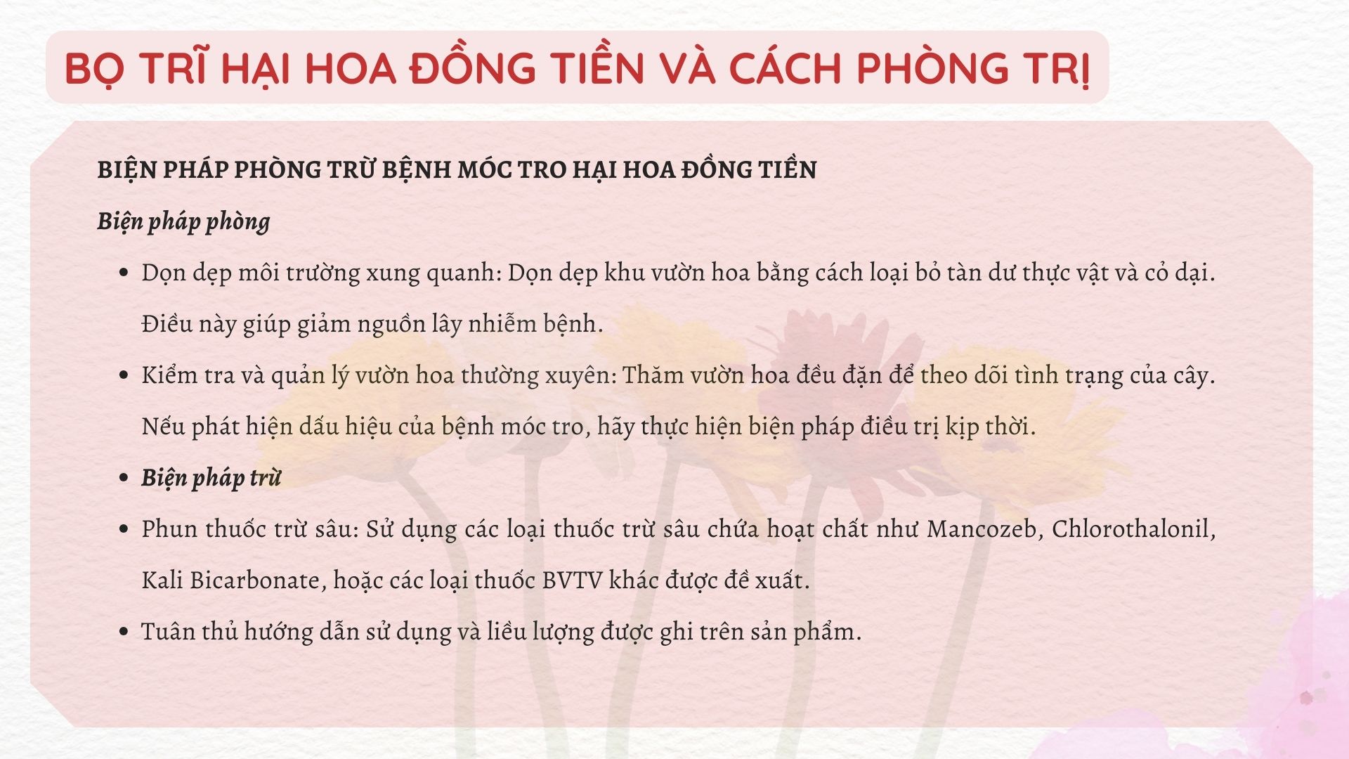 SỔ TAY NHÀ NÔNG: Bí kíp xử lí bệnh móc tro trên cây hoa đồng tiền - Ảnh 4.