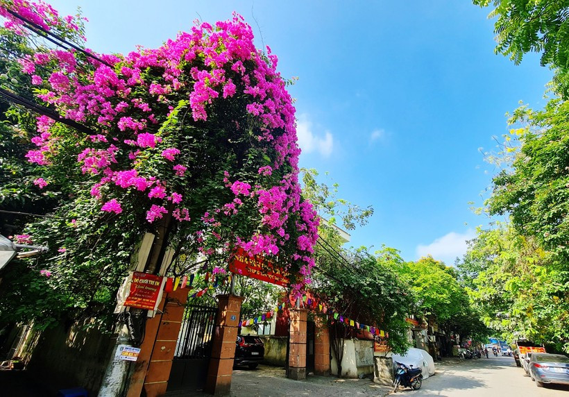 Các con đường, góc phố ở Bắc Giang, Nha Trang, Phan Thiết, hoa giấy tuôn cản chả kịp, tha hồ chụp ảnh  - Ảnh 1.