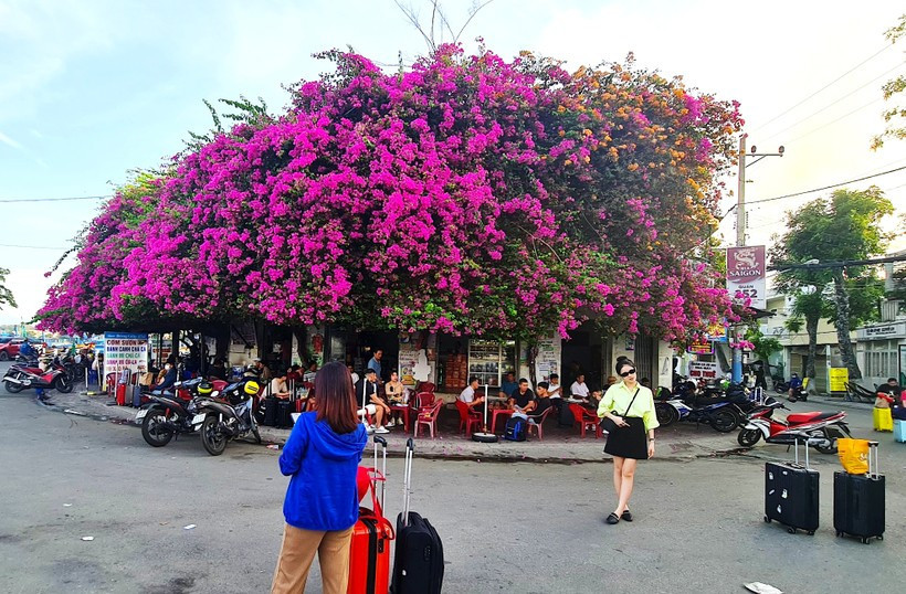 Các con đường, góc phố ở Bắc Giang, Nha Trang, Phan Thiết, hoa giấy tuôn cản chả kịp, tha hồ chụp ảnh  - Ảnh 4.