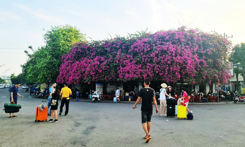 Các con đường, góc phố ở Bắc Giang, Nha Trang, Phan Thiết, hoa giấy tuôn cản chả kịp, tha hồ chụp ảnh  - Ảnh 5.